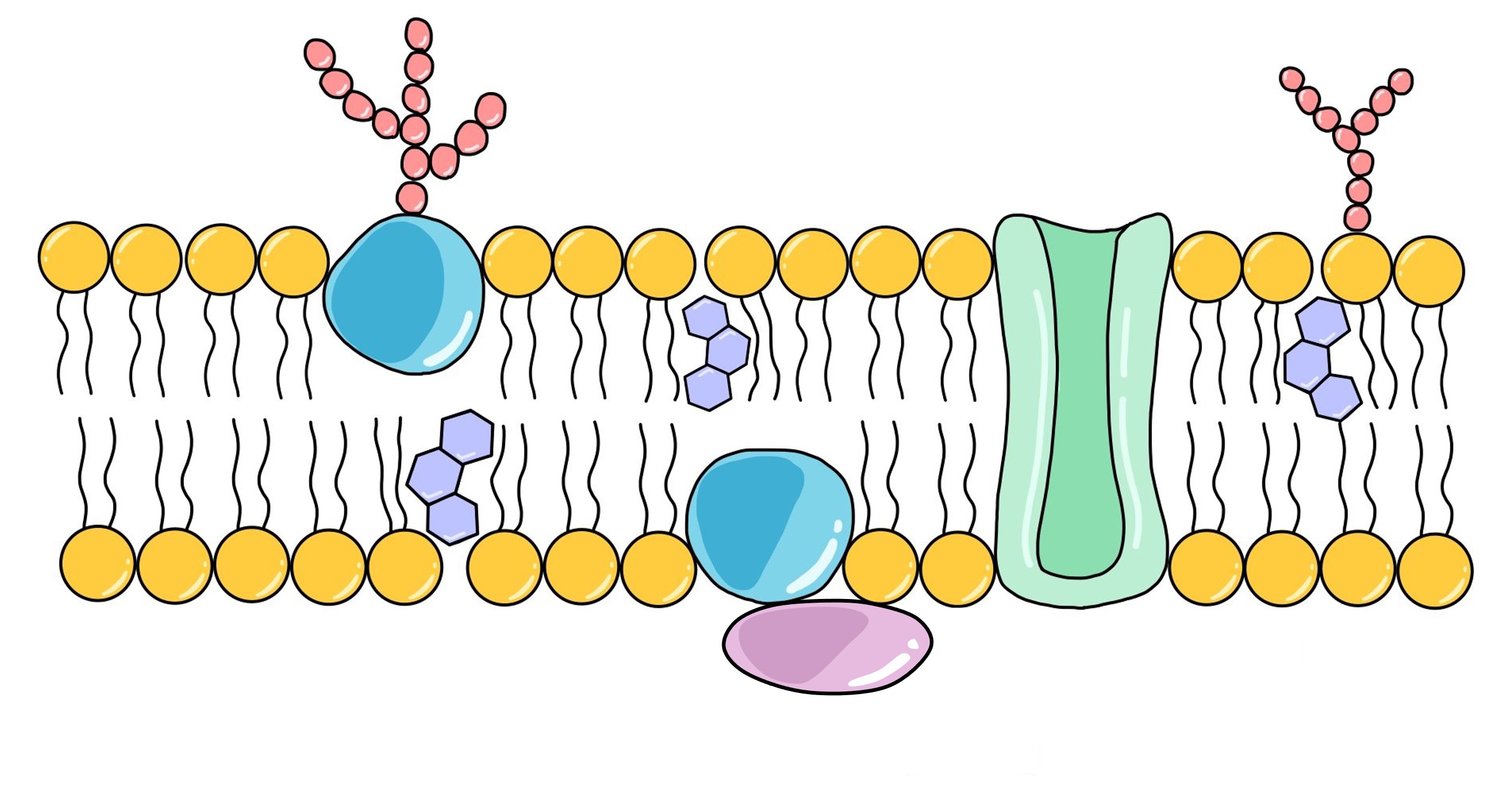 Fluid Mosaic Model